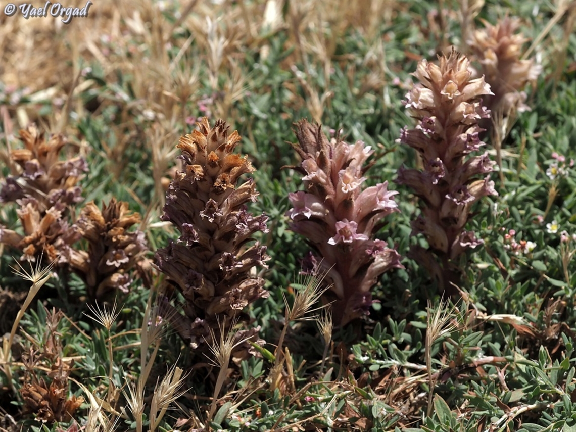Orobanche camptolepis  Orobanche camptolepis
