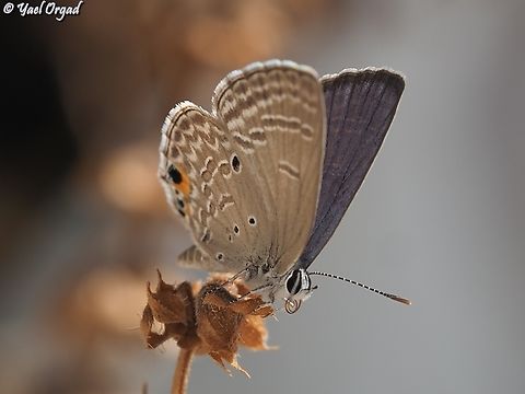 Chilades pandava  Chilades pandava,Geotagged,Israel,Plains Cupid,Summer