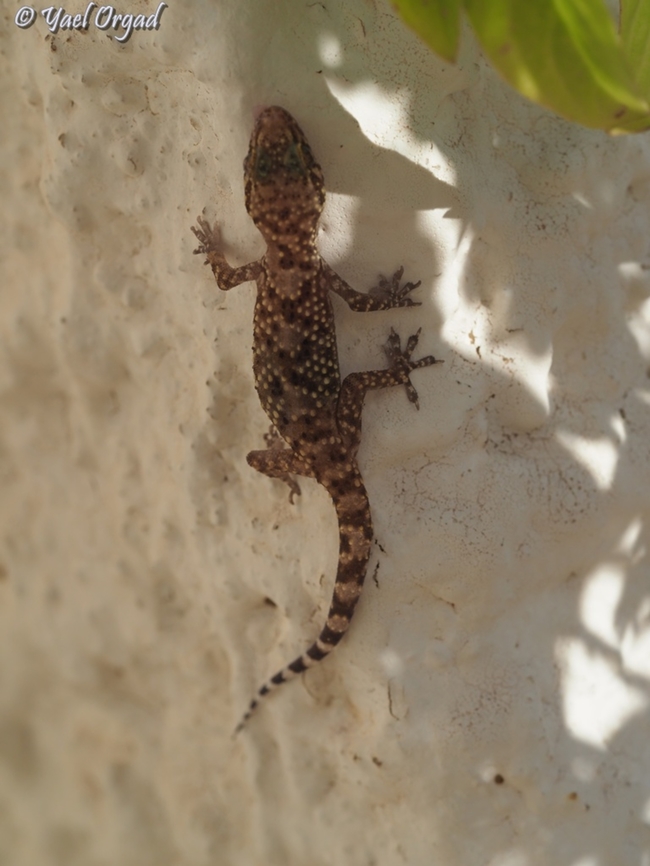 Hemidactylus turcicus - House gecko one of a family that lives on my roof terrace.  Geotagged,Hemidactylus turcicus,Israel,Mediterranean house gecko,Summer