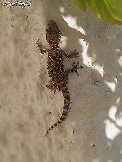 Hemidactylus turcicus - House gecko one of a family that lives on my roof terrace.  Geotagged,Hemidactylus turcicus,Israel,Mediterranean house gecko,Summer