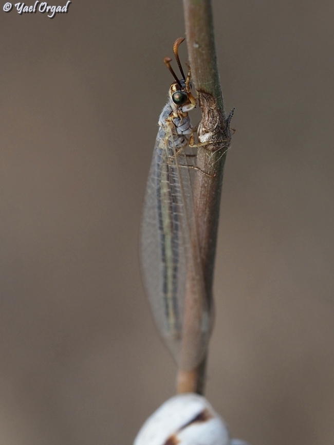 Myrmeleon hyalinus  Geotagged,Israel,Myrmeleon hyalinus,Summer