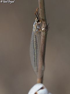 Myrmeleon hyalinus  Geotagged,Israel,Myrmeleon hyalinus,Summer