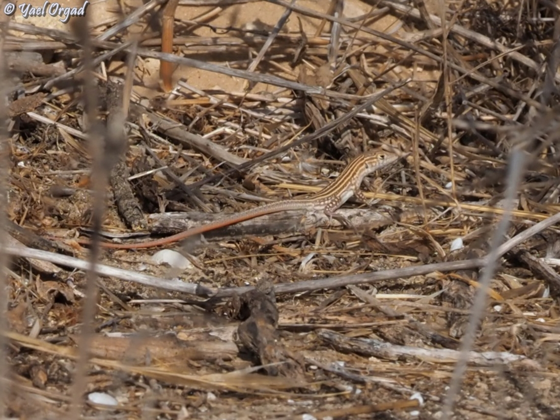 Acanthodactylus boskianus  Acanthodactylus boskianus,Bosc's fringe-toed lizard,Geotagged,Israel,Summer