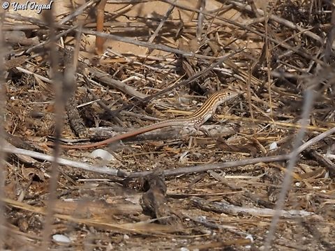 Acanthodactylus boskianus  Acanthodactylus boskianus,Bosc's fringe-toed lizard,Geotagged,Israel,Summer