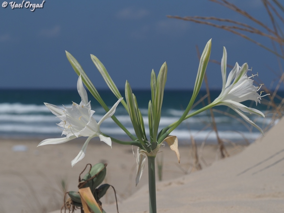 Pancratium maritimum  Geotagged,Israel,Pancratium maritimum,Sea daffodil,Summer