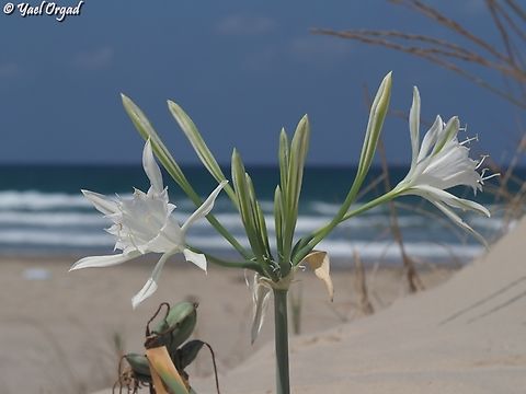 Pancratium maritimum  Geotagged,Israel,Pancratium maritimum,Sea daffodil,Summer
