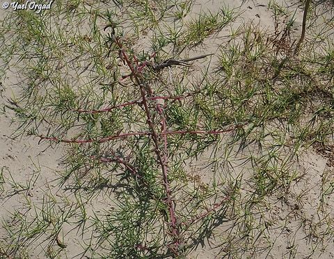 Salsola soda considered quite rare in our region Geotagged,Israel,Opposite-leaved Saltwort,Salsola soda,Summer