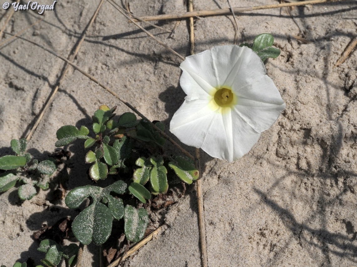 Ipomoea imperati  Beach Morning-Glory,Geotagged,Ipomoea imperati,Israel,Summer