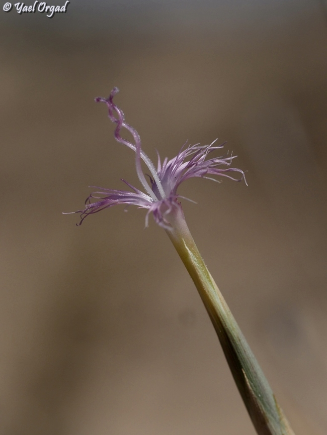 Dianthus sinaicus like an upside down delicate ballet dancer, in the middle of her jump... Dianthus sinaicus,Geotagged,Israel,Summer