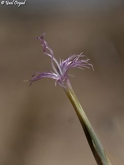 Dianthus sinaicus like an upside down delicate ballet dancer, in the middle of her jump... Dianthus sinaicus,Geotagged,Israel,Summer