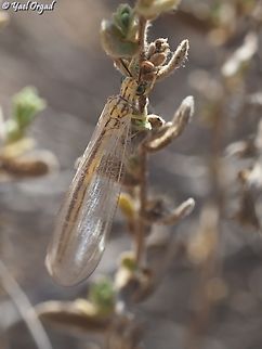 Blue eyes, baby's got blue eyes first time I see an antlion with blue eyes... 
if I get an ID I will update.  Antlion,Geotagged,Israel,Summer
