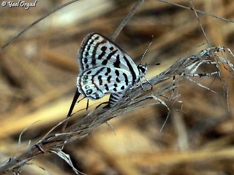 Tarucus balkanicus  Geotagged,Israel,Little Tiger Blue,Summer,Tarucus balkanicus