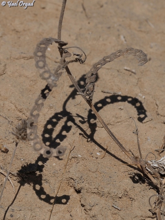 Hippocrepis unisiliquosa the shadow here is prettier and better seen than the plant itself... <br />
the fruit is shaped like a line of horseshoes, thus the name - Hippo = horse, Crepis = shoe. Geotagged,Hippocrepis unisiliquosa,Israel,One-flowered Horseshoe-Vetch,Summer