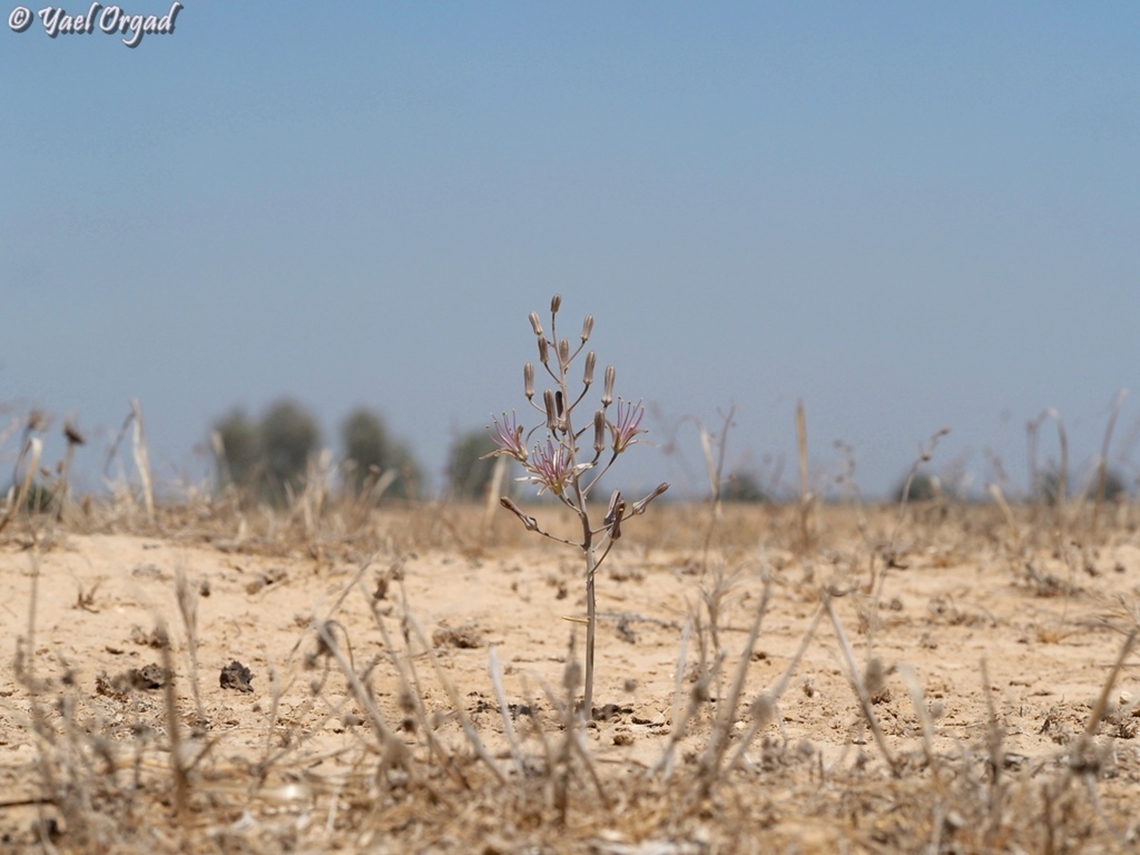 Drimia palaestina  Drimia palaestina,Geotagged,Israel,Summer