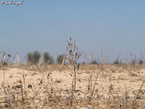 Drimia palaestina  Drimia palaestina,Geotagged,Israel,Summer