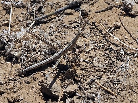Truxalis procera  Geotagged,Israel,Summer,Truxalis procera