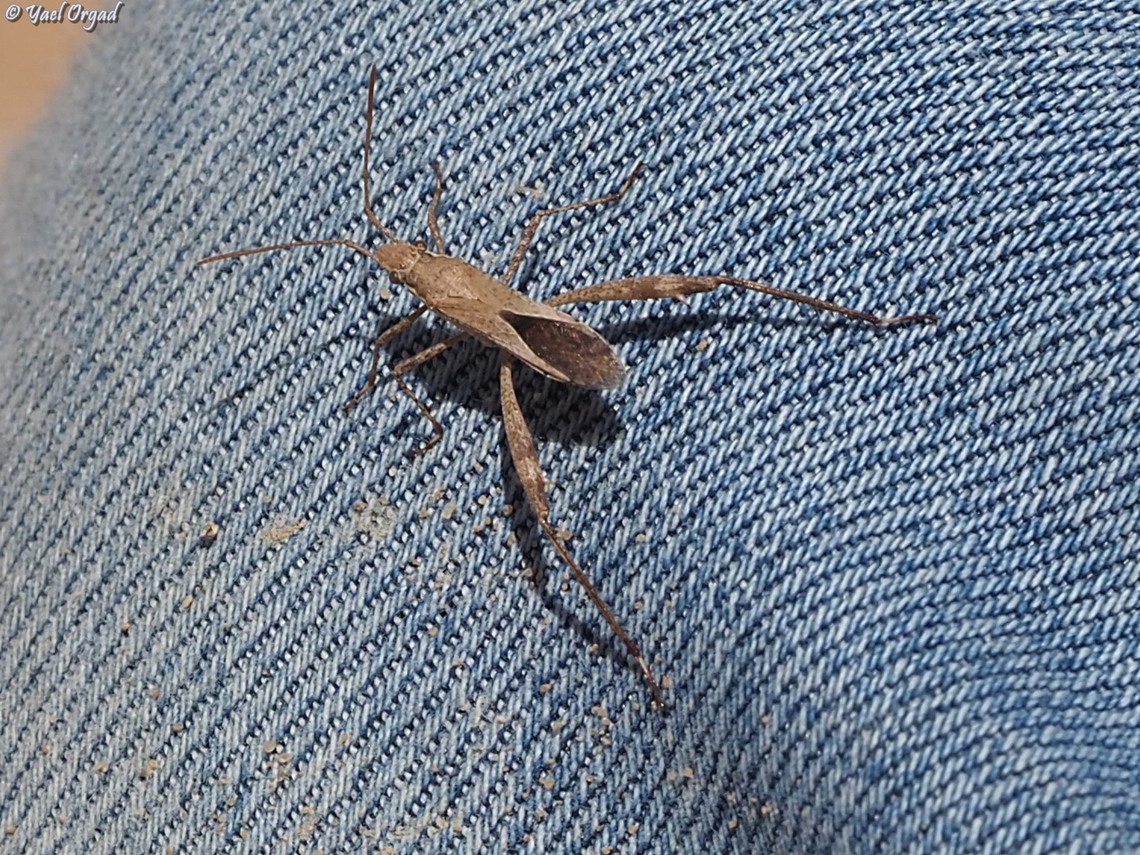 Nariscus longirostris jumped and sat on my friend&#039;s jeans while she was trying to take its picture...  Geotagged,Israel,Nariscus longirostris,Summer