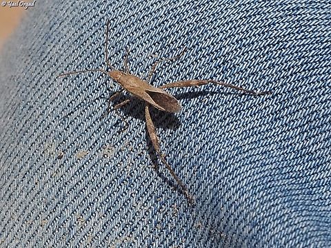 Nariscus longirostris jumped and sat on my friend's jeans while she was trying to take its picture...  Geotagged,Israel,Nariscus longirostris,Summer