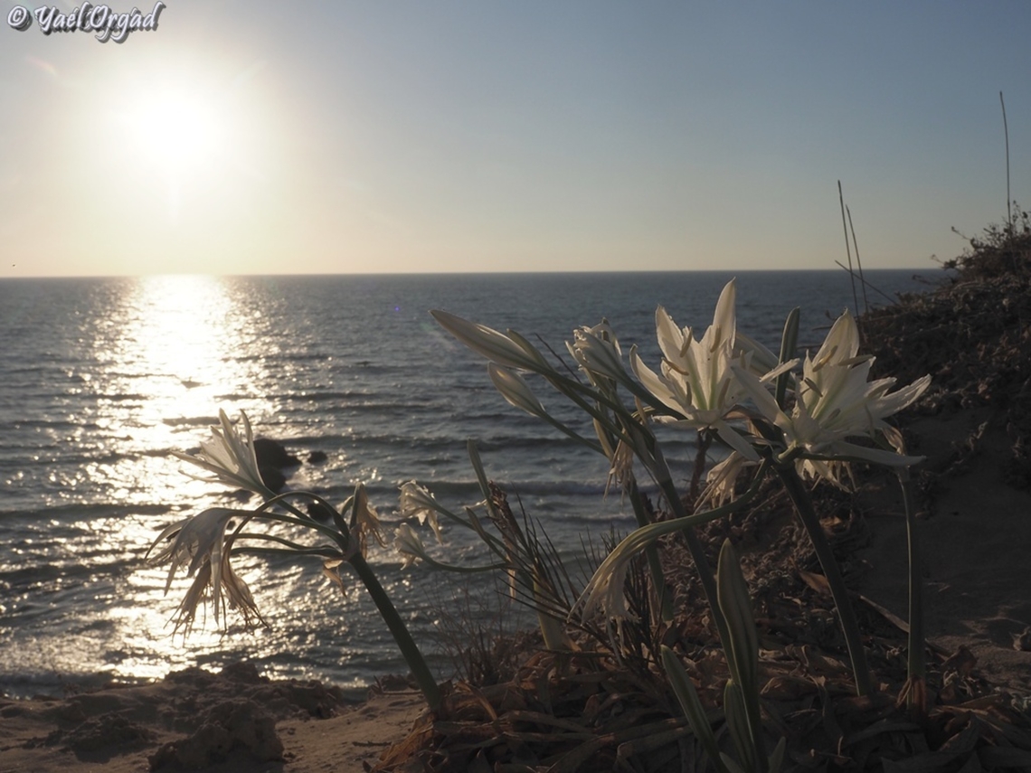 Pancratium maritimum just before sunset  Geotagged,Israel,Pancratium maritimum,Sea daffodil,Summer
