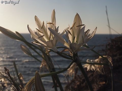 Pancratium maritimum  Geotagged,Israel,Pancratium maritimum,Sea daffodil,Summer