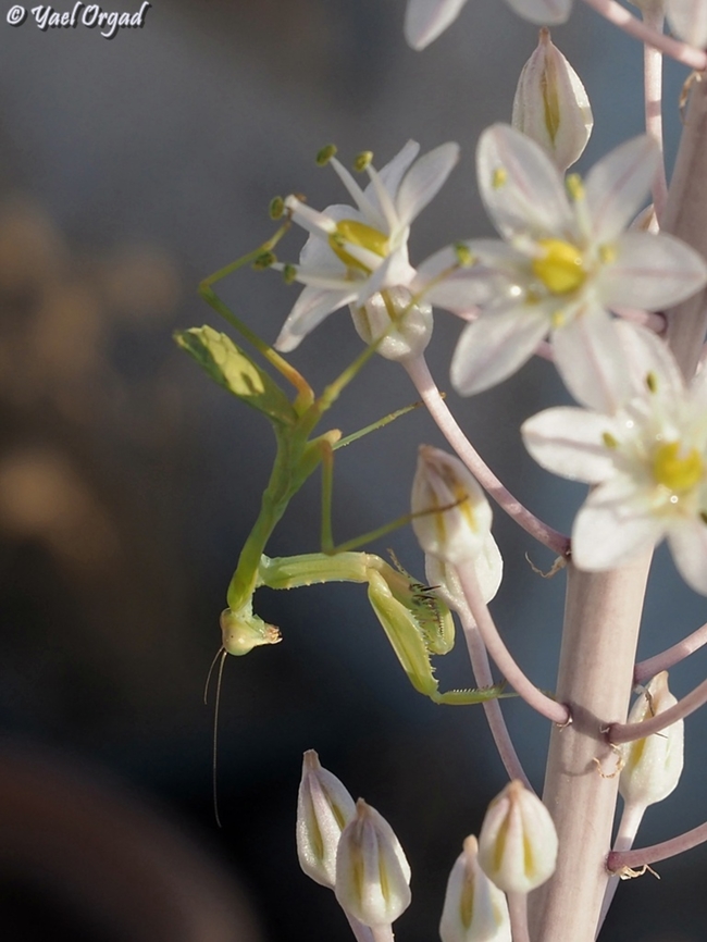 Sphodromantis viridis  Geotagged,Giant African mantis,Israel,Sphodromantis viridis,Summer