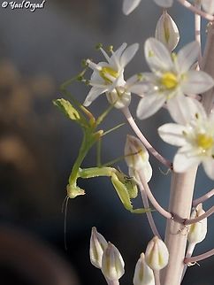 Sphodromantis viridis  Geotagged,Giant African mantis,Israel,Sphodromantis viridis,Summer