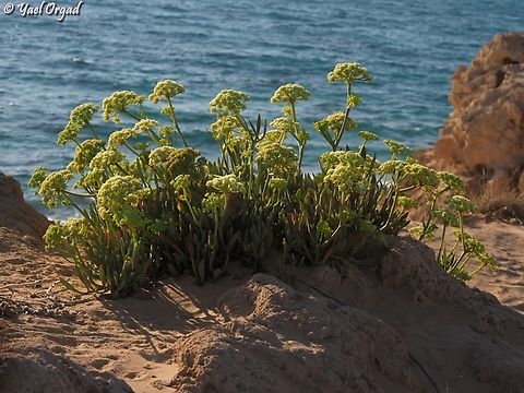 Crithmum maritimum  Crithmum maritimum,Geotagged,Israel,Rock Samphire,Summer
