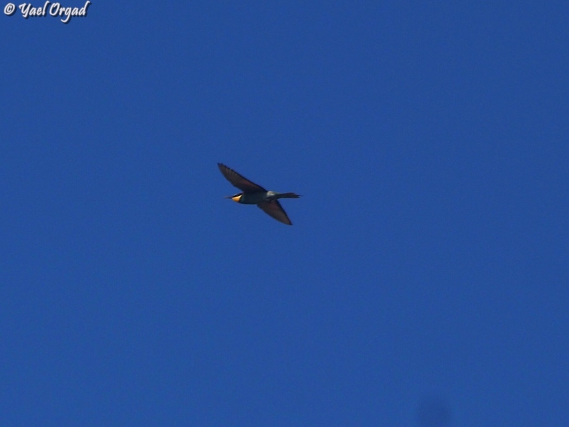 Merops apiaster  European bee-eater,Geotagged,Israel,Merops apiaster,Summer