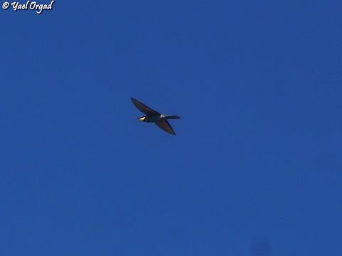Merops apiaster  European bee-eater,Geotagged,Israel,Merops apiaster,Summer