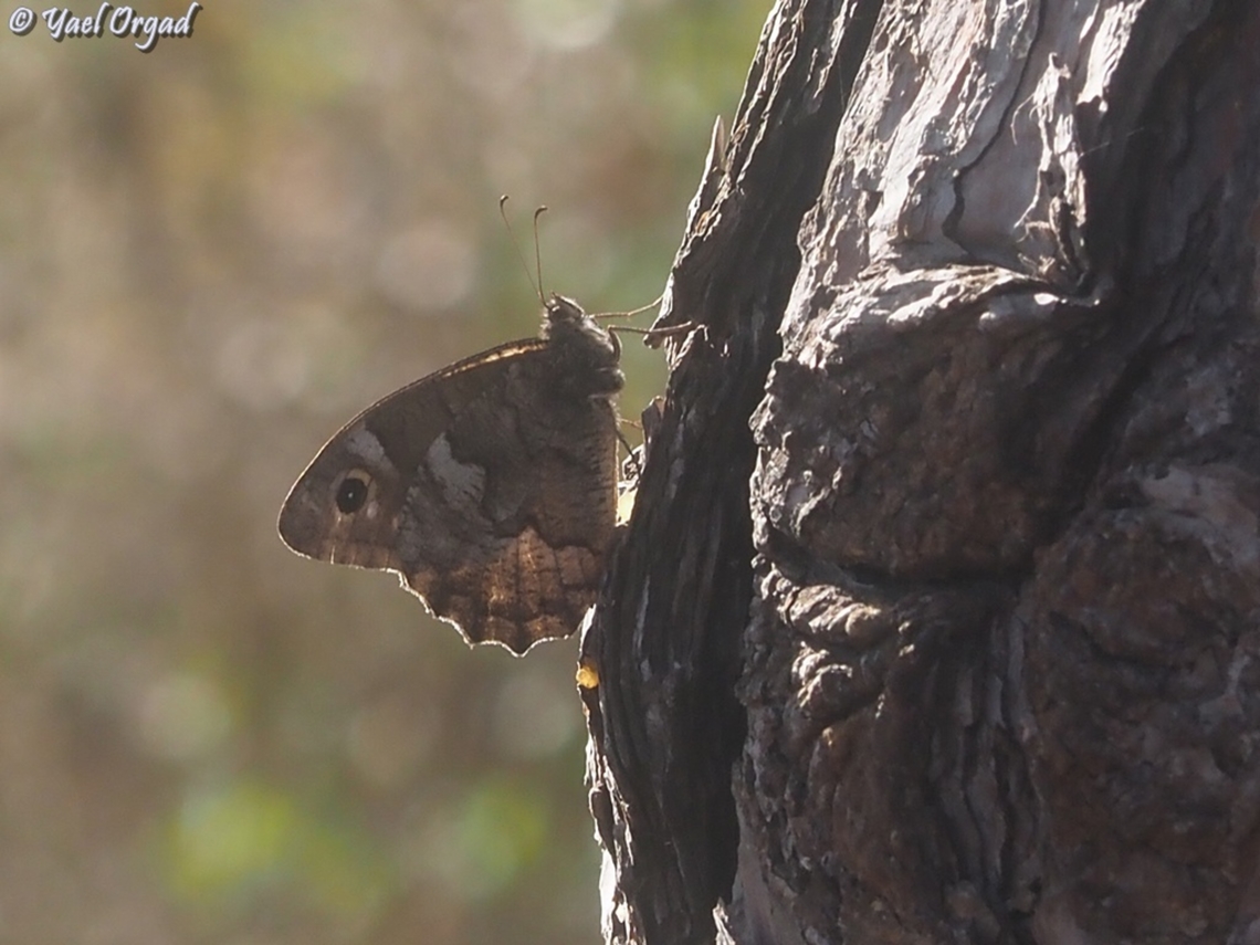 Hipparchia fatua  Geotagged,Hipparchia fatua,Israel,Summer