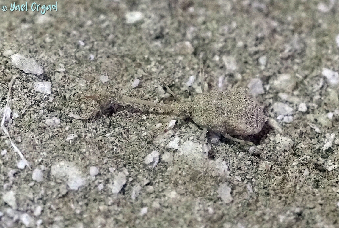 Dielocroce hebraea Dielocroce hebraea is a thread-winged antlion, that can be found in Israel. this is the larva stage, about 0.5 cm long, a fierce predator for its size...  Dielocroce hebraea,Fall,Geotagged,Israel
