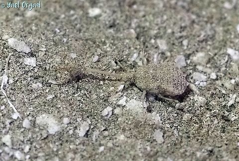 Dielocroce hebraea Dielocroce hebraea is a thread-winged antlion, that can be found in Israel. this is the larva stage, about 0.5 cm long, a fierce predator for its size...  Dielocroce hebraea,Fall,Geotagged,Israel