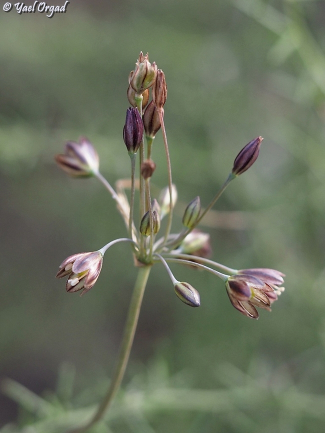 Allium tardiflorum  Allium tardiflorum,Fall,Geotagged,Israel