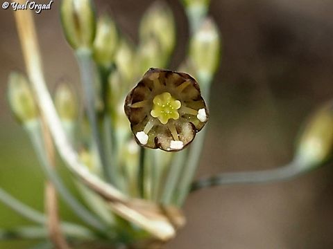 Allium tardiflorum  Allium tardiflorum,Fall,Geotagged,Israel