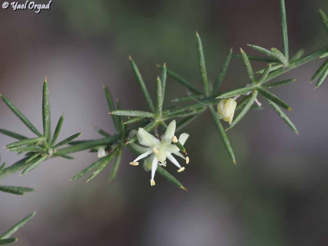 Asparagus aphyllus  Asparagus aphyllus,Fall,Geotagged,Israel