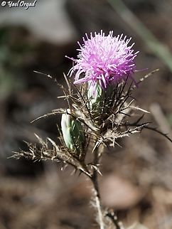 Chamaeleon comosus  Chamaeleon comosus,Fall,Geotagged,Israel