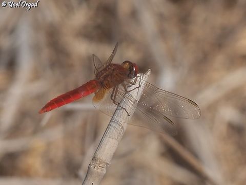 Crocothemis erythraea  Crocothemis erythraea,Fall,Geotagged,Israel,Scarlet Darter