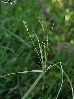 Cyperus longus  Cyperus longus,Fall,Geotagged,Israel