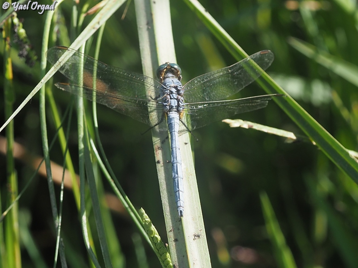 Orthetrum chrysostigma  Fall,Geotagged,Israel,Orthetrum chrysostigma,Orthetrum_chrysostigma