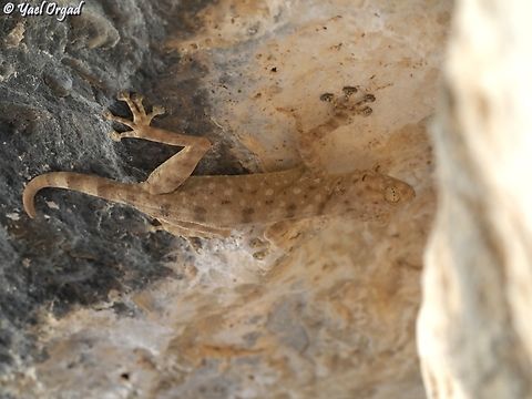 Ptyodactylus guttatus  Fall,Geotagged,Israel,Ptyodactylus guttatus,Sinai Fan-fingered Gecko