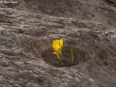Sternbergia clusiana  Fall,Geotagged,Israel,Sternbergia clusiana