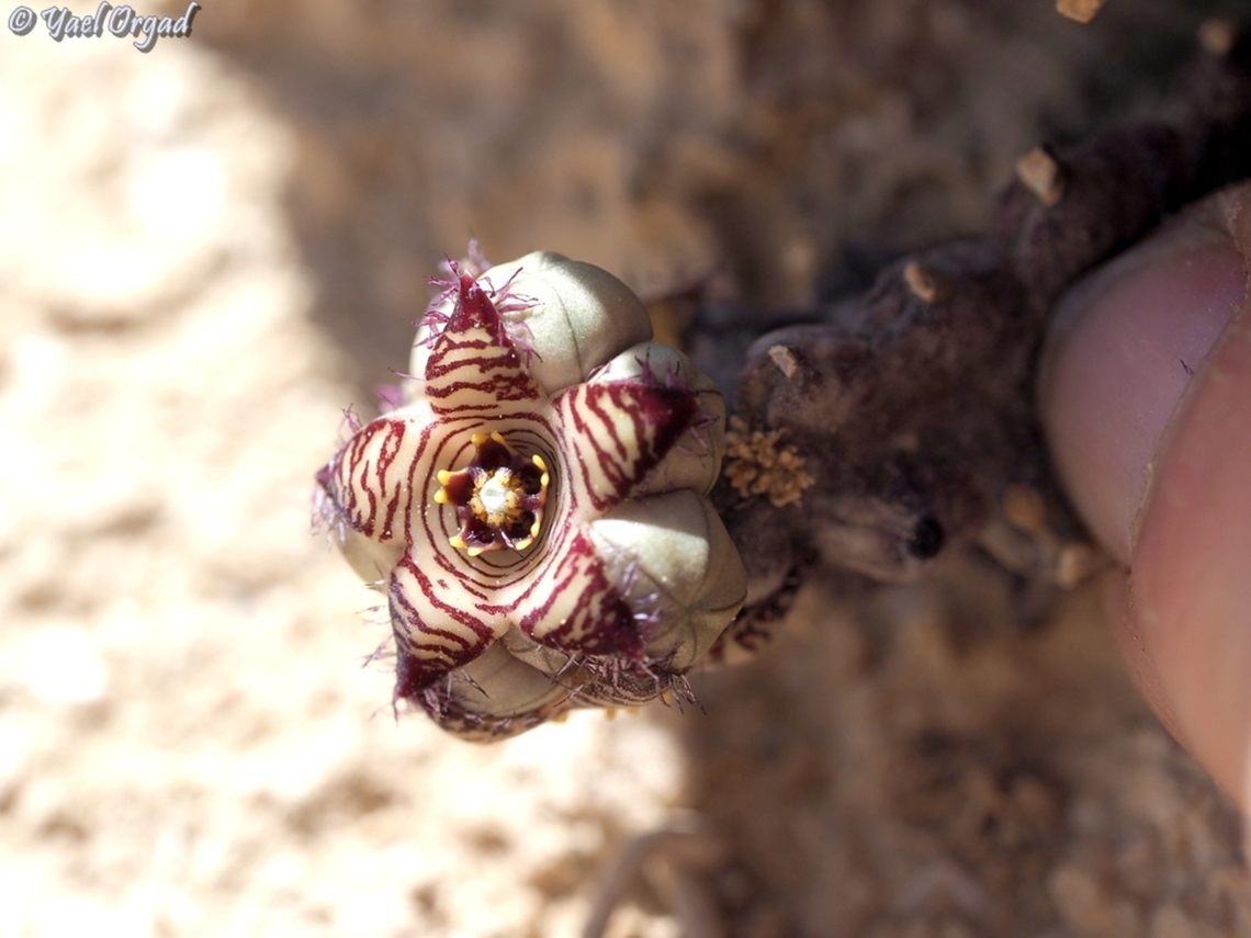 Caralluma europaea var. judaica  Caralluma europaea,European Caralluma,Fall,Geotagged,Israel