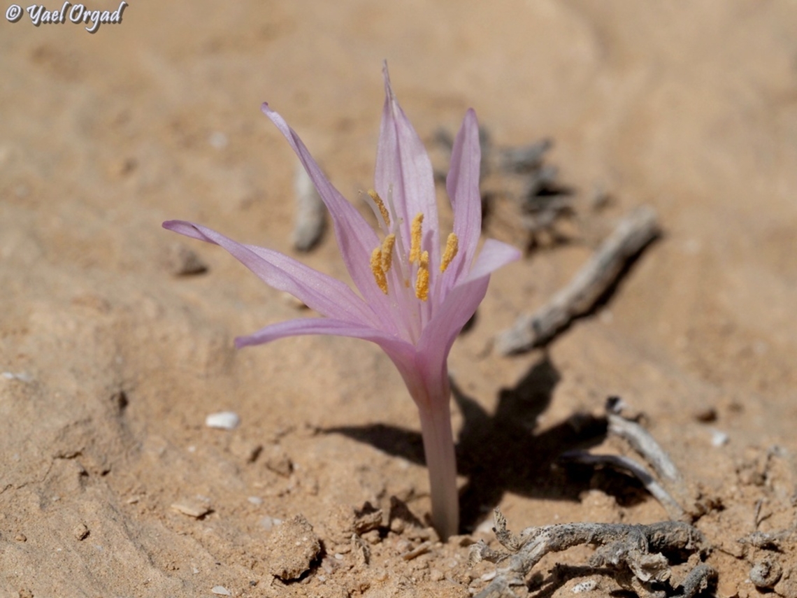 Colchicum tunicatum  Colchicum tunicatum,Fall,Geotagged,Israel