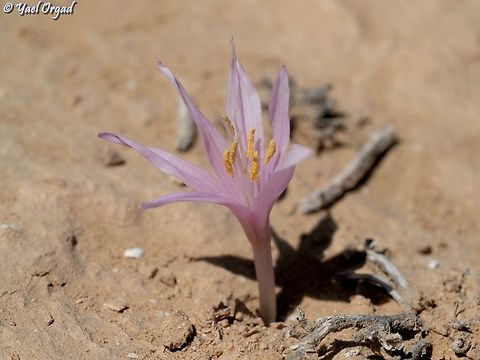 Colchicum tunicatum  Colchicum tunicatum,Fall,Geotagged,Israel