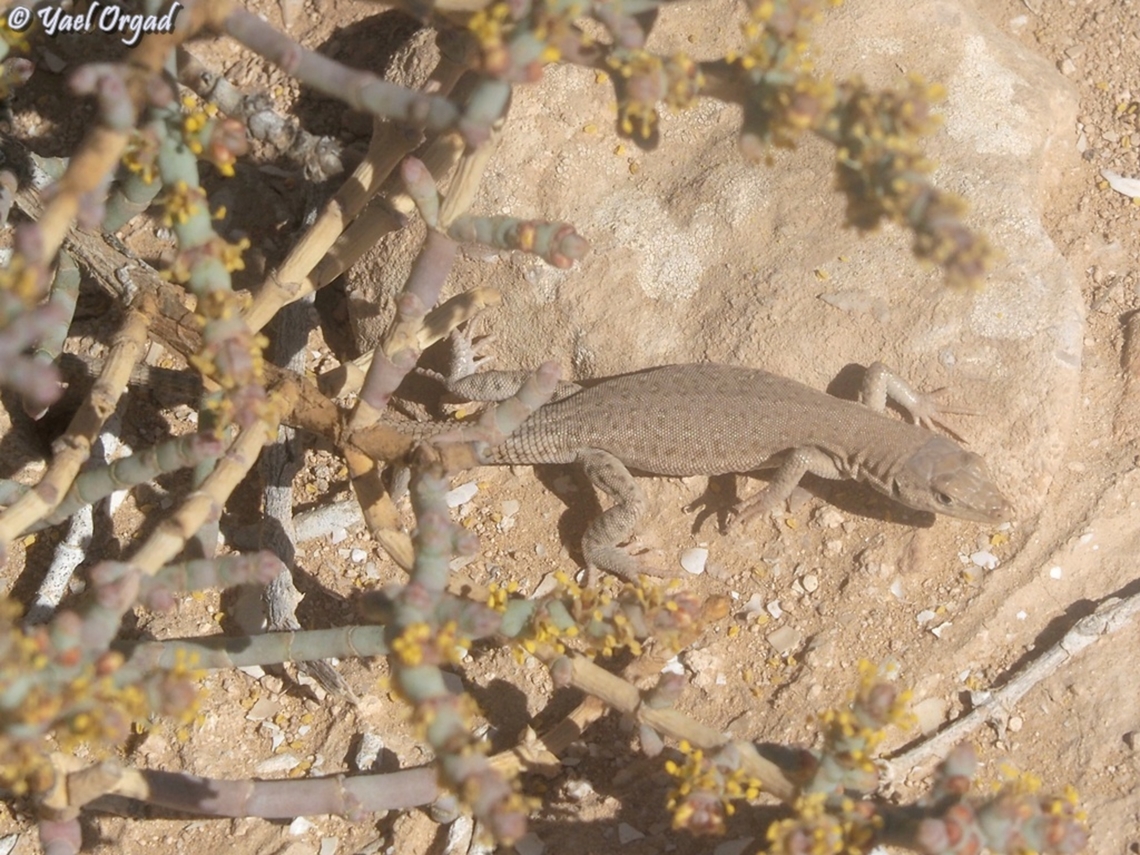 Mesalina bahaeldini  Fall,Geotagged,Israel,Mesalina bahaeldini