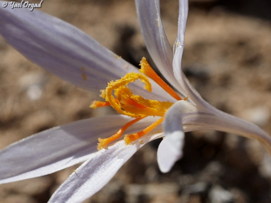Crocus aff. cancellatus this Crocus is close to Crocus cancellatus, but should be getting a status as a new species....  Crocus aff. cancellatus,Fall,Geotagged,Israel,Ramon Crocus