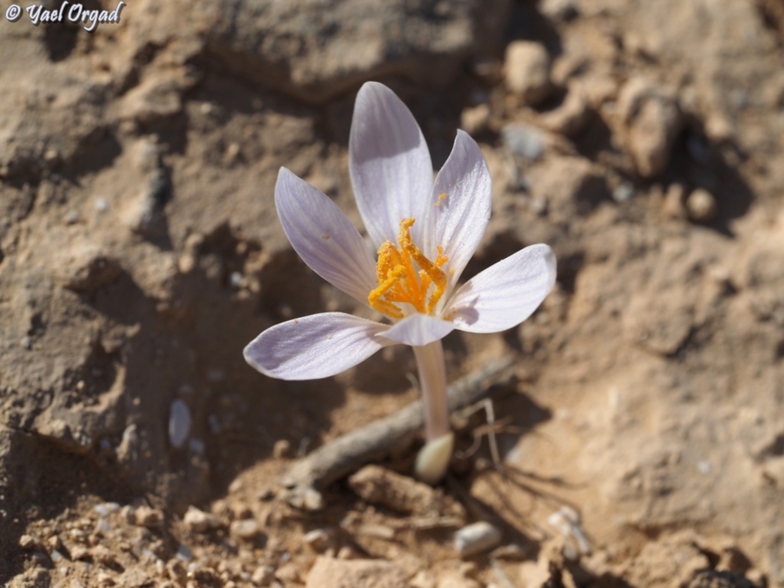 Crocus aff. cancellatus  Crocus aff. cancellatus,Fall,Geotagged,Israel,Ramon Crocus