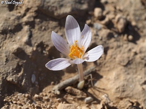 Crocus aff. cancellatus  Crocus aff. cancellatus,Fall,Geotagged,Israel,Ramon Crocus
