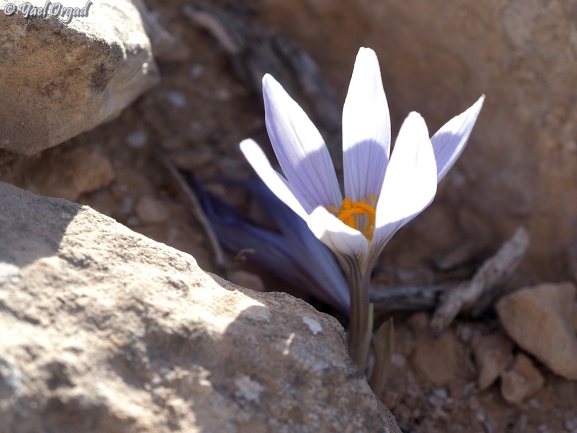 Crocus aff. cancellatus  Crocus aff. cancellatus,Fall,Geotagged,Israel,Ramon Crocus