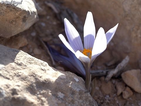 Crocus aff. cancellatus  Crocus aff. cancellatus,Fall,Geotagged,Israel,Ramon Crocus